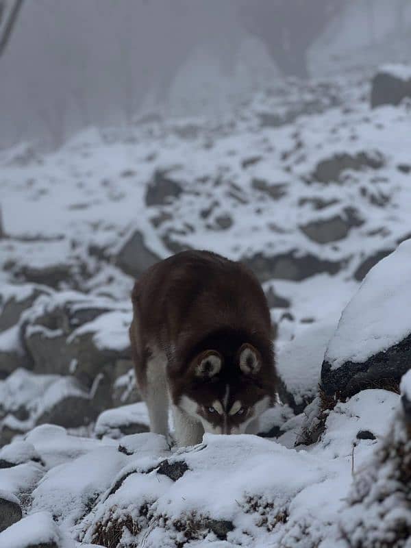 Siberian husky/ agouti husky pair available for sale 1