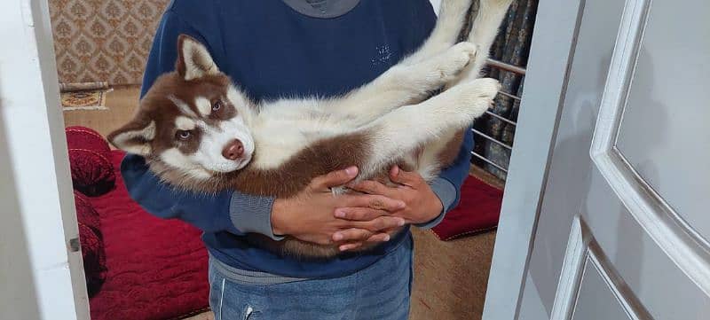 Siberian husky/ agouti husky pair available for sale 2