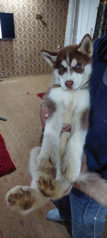 Siberian husky/ agouti husky pair available for sale 3