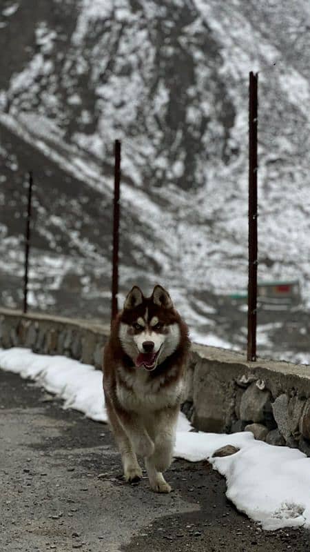 Siberian husky/ agouti husky pair available for sale 4