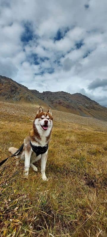 Siberian husky/ agouti husky pair available for sale 6