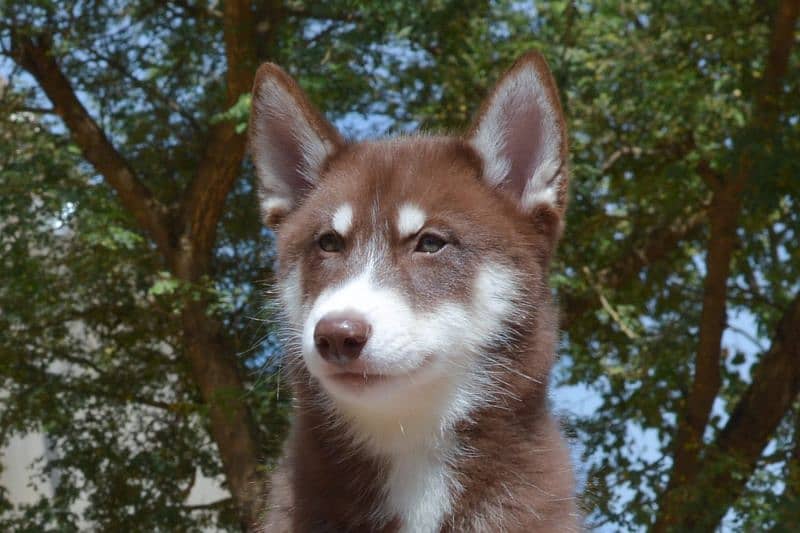 Siberian husky/ agouti husky pair available for sale 14