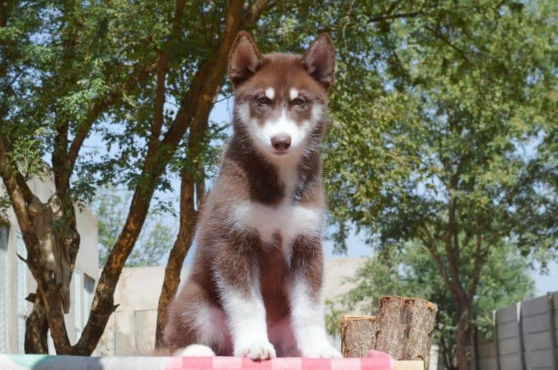 Siberian husky/ agouti husky pair available for sale 15