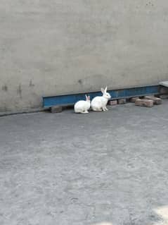 White Rabbits with red eyes with four childs