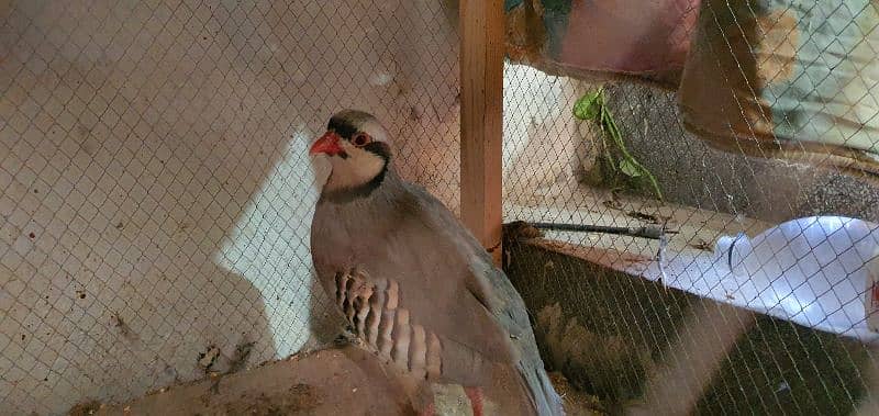 chakor and austrillian parrots 0