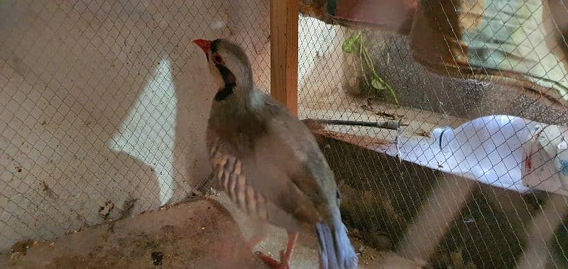 chakor and austrillian parrots 1