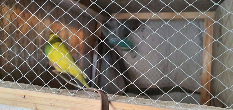 chakor and austrillian parrots 3