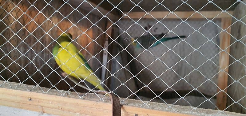 chakor and austrillian parrots 4