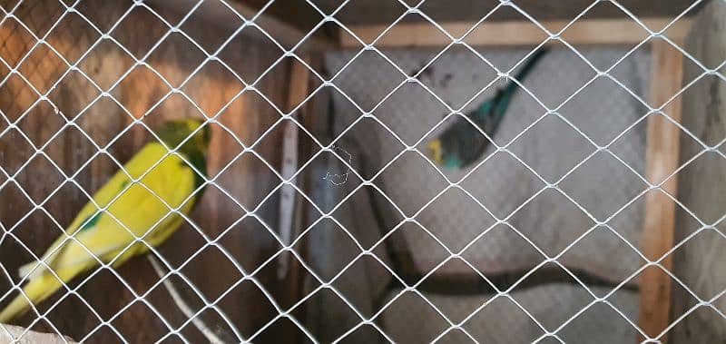 chakor and austrillian parrots 5