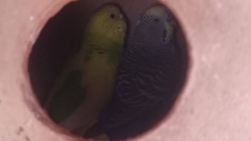 budgies and cage 0