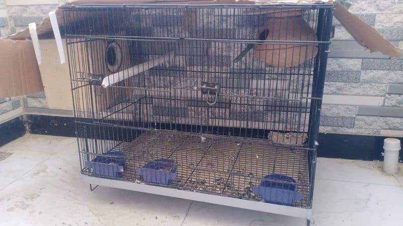 budgies and cage 1