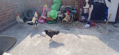 for sale asil original 4 hen 2 asli sel or 2 dasi