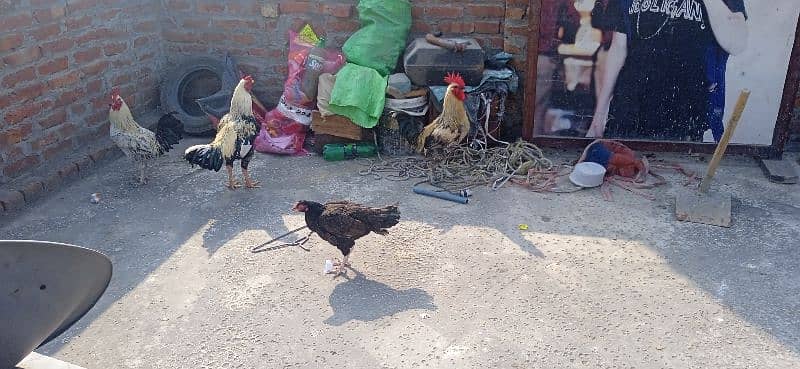 for sale asil original 4 hen 2 asli sel or 2 dasi 0