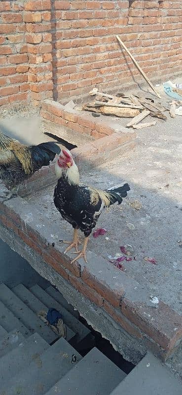 for sale asil original 4 hen 2 asli sel or 2 dasi 14