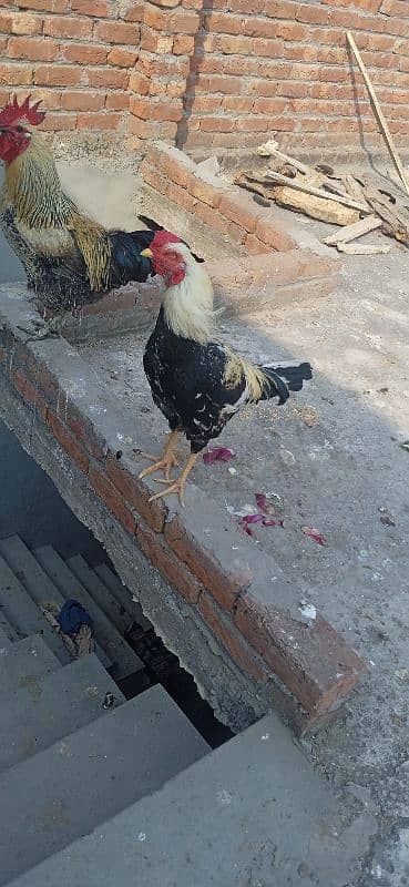 for sale asil original 4 hen 2 asli sel or 2 dasi 17