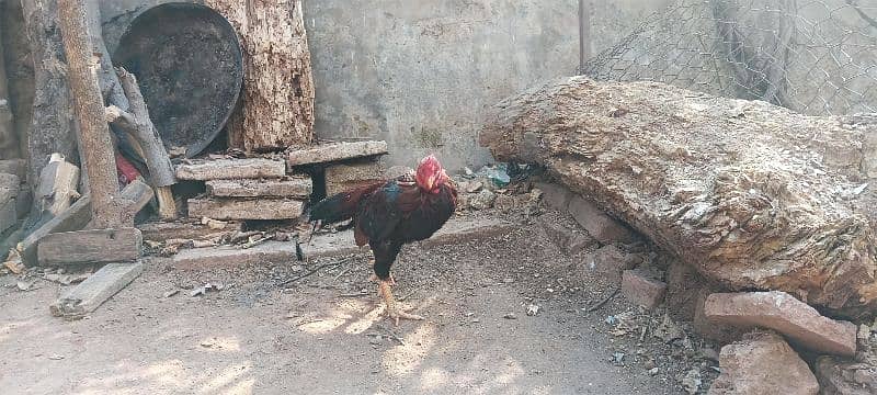 Aseel murgan murgi pair 2