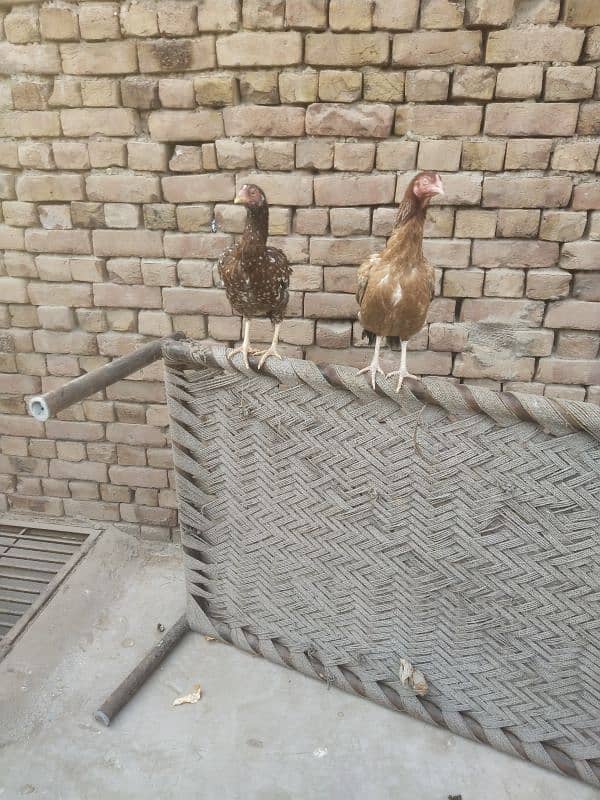 TWO ASEEL HENS 2