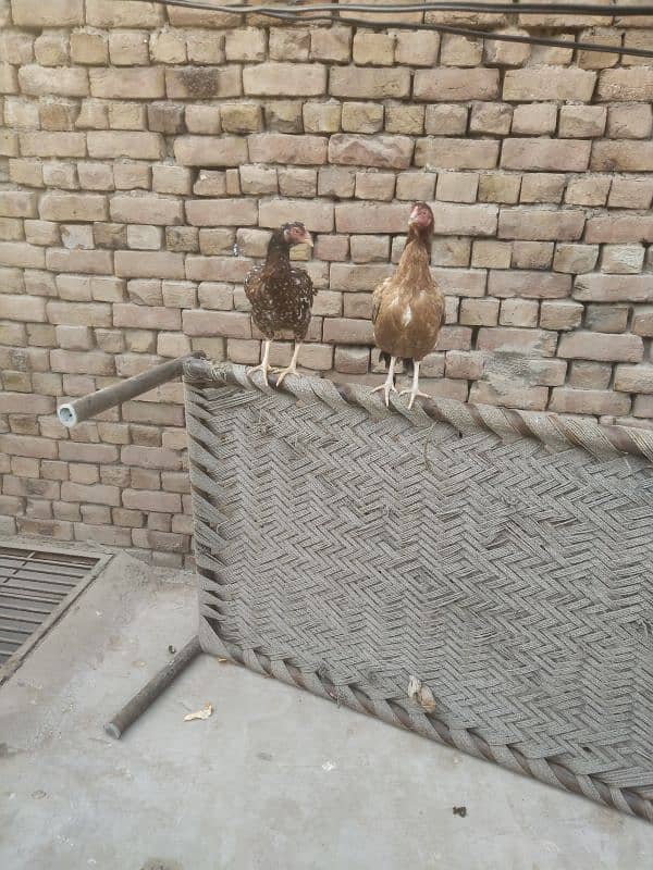 TWO ASEEL HENS 3