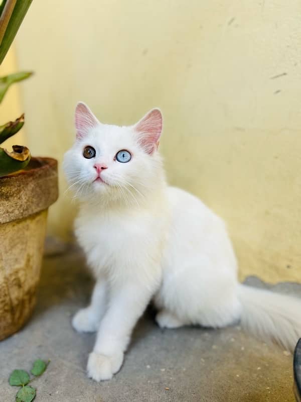 Male Persian Cat 2