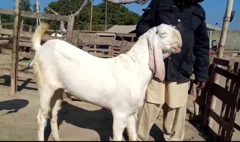 desi Bakra for sale call on [03263849824] 0