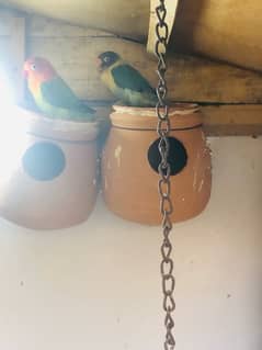 Big Cage +8 ustralian parrot (pair) 2 others pair