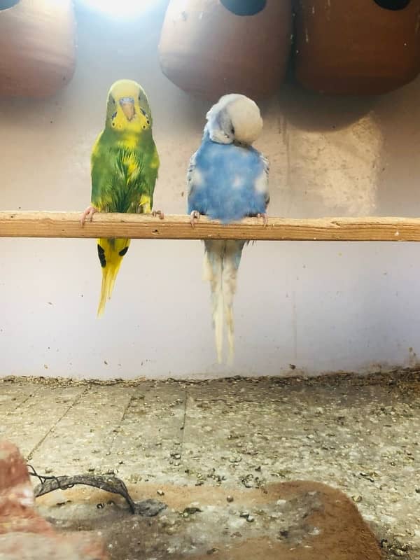 Big Cage +8 ustralian parrot (pair) 2 others pair 4