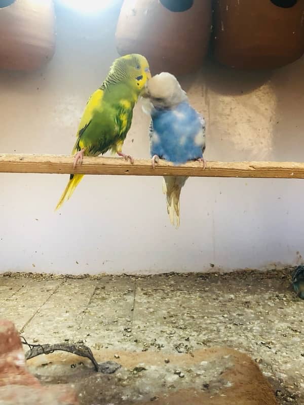 Big Cage +8 ustralian parrot (pair) 2 others pair 5