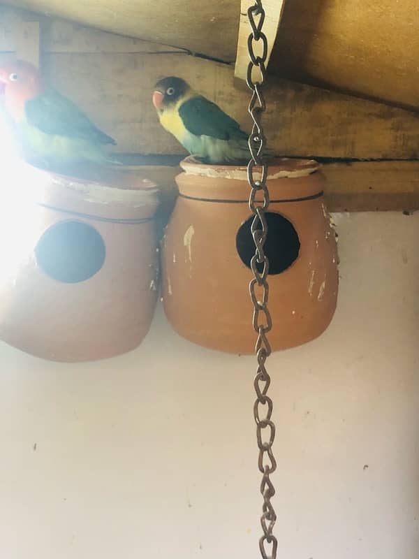 Big Cage +8 ustralian parrot (pair) 2 others pair 14