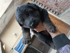 German Shepherd puppies are available for sale