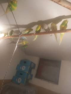 Astralian Parrot Pair for sale