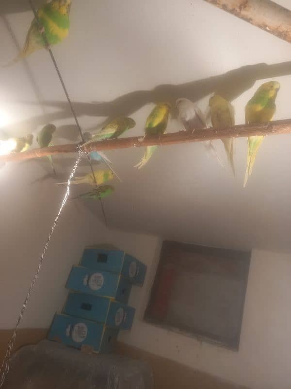 Astralian Parrot Pair for sale 0