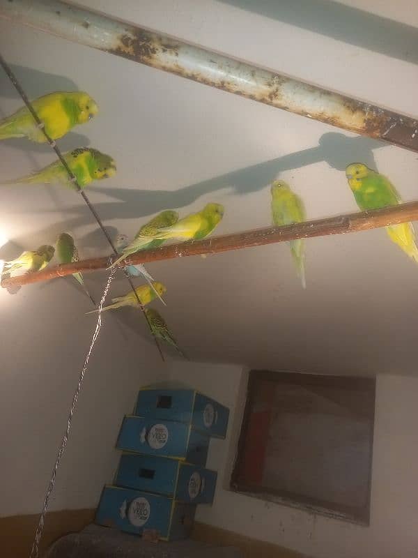 Astralian Parrot Pair for sale 1