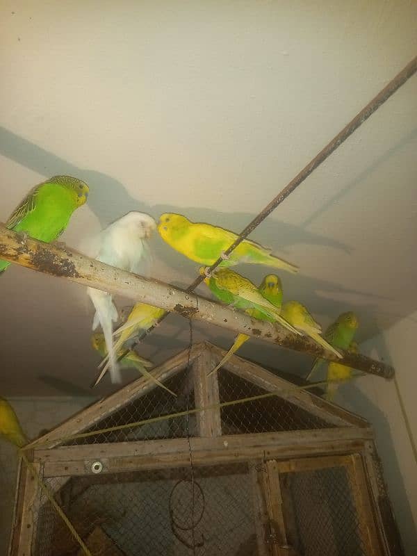 Astralian Parrot Pair for sale 3