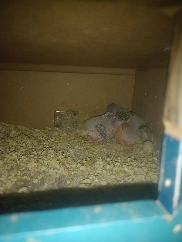 Astralian Parrot Pair for sale 5