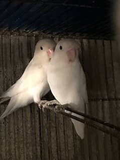 3 pair Albino Black Eye & DF Hogo Male