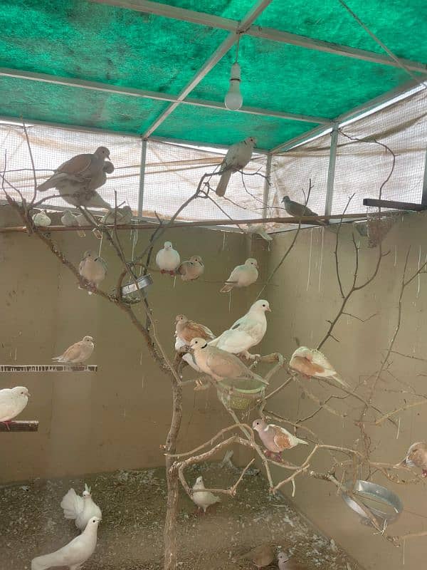 Alhamdullilah Fully Active Breader Dove Pairs 0