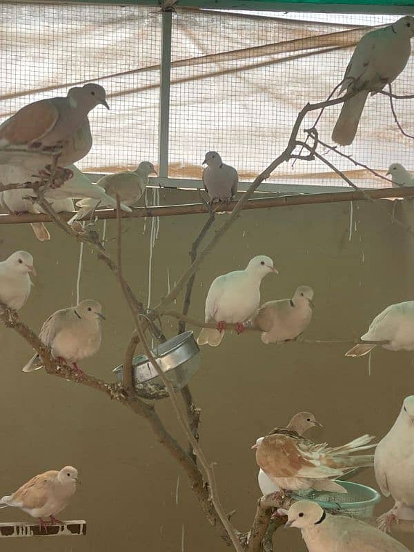 Alhamdullilah Fully Active Breader Dove Pairs 1