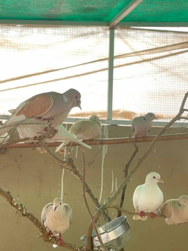 Alhamdullilah Fully Active Breader Dove Pairs 2