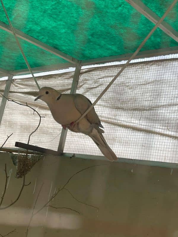 Alhamdullilah Fully Active Breader Dove Pairs 3