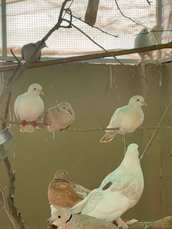 Alhamdullilah Fully Active Breader Dove Pairs 4