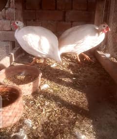 chakor /chukar partridge/ چکور