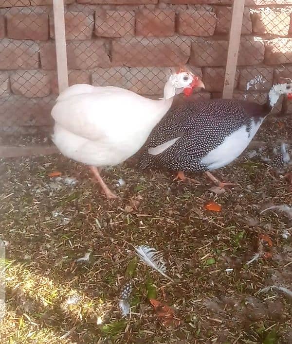 chakor /chukar partridge/ چکور 1