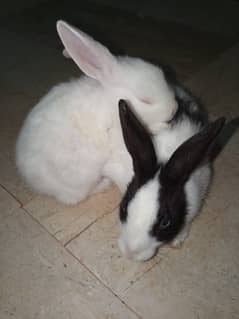 Rabbit / rabbit for sale / Rabbit  Bunny Pair  03095365144