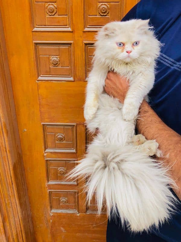 Persian Punch face triple coat cat Kitten 17