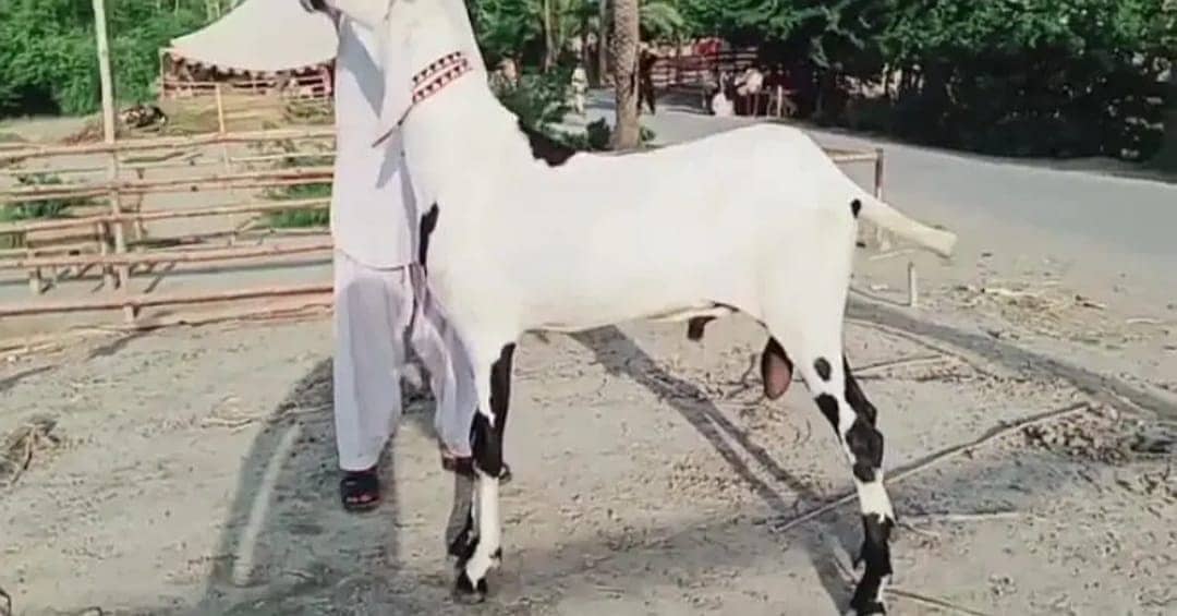 Rajanpuri Bakra Urgent For Sale WhatsApp on 0313,4194,019 0