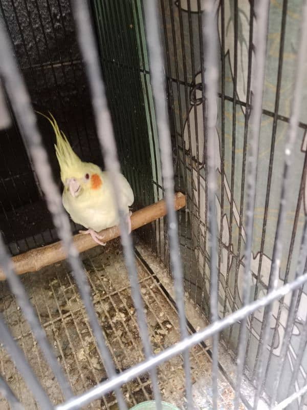 cocktail breeder male nd female+++ teetar female for sale 1