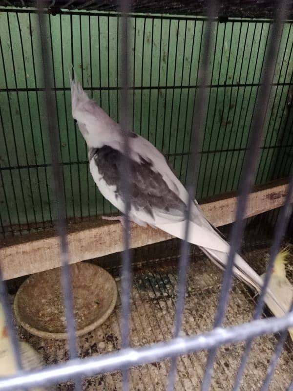 cocktail breeder male nd female+++ teetar female for sale 2