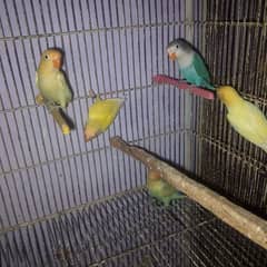 first clutch lovebirds pathy available