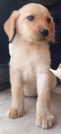 Labrador Puppy /golden retriever puppy / puppy / labrador Dogs