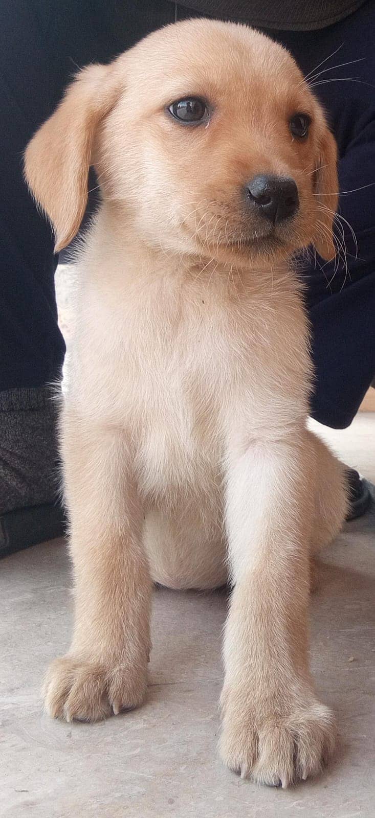 Labrador Puppy /golden retriever puppy / puppy / labrador Dogs 0